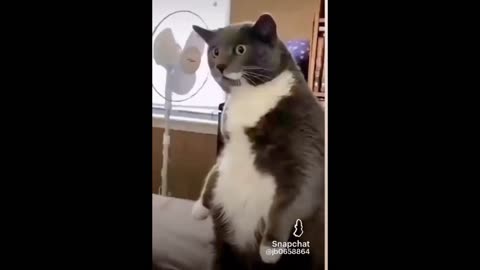 Funny cats and dogs