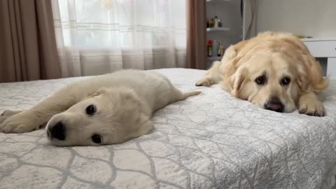 Puppy Demands Attention From Golden Retriever