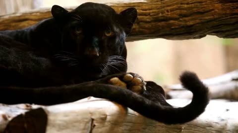 Black panther lblack Jaguar l no copy right video