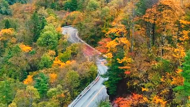 I know you can't come. I'll show you how beautiful the autumn is in Shennongjia