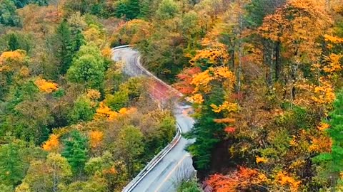 I know you can't come. I'll show you how beautiful the autumn is in Shennongjia