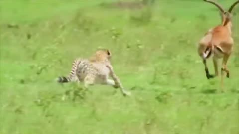 World Fastest Animals Fail . Part 1 . All Animals Lovers