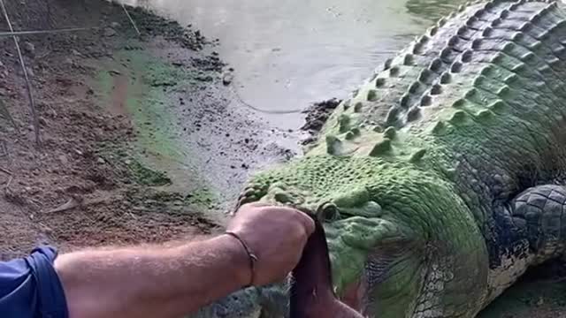 Look at this living dinosaur it’s the largest living reptiles left on land