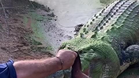 Look at this living dinosaur it’s the largest living reptiles left on land
