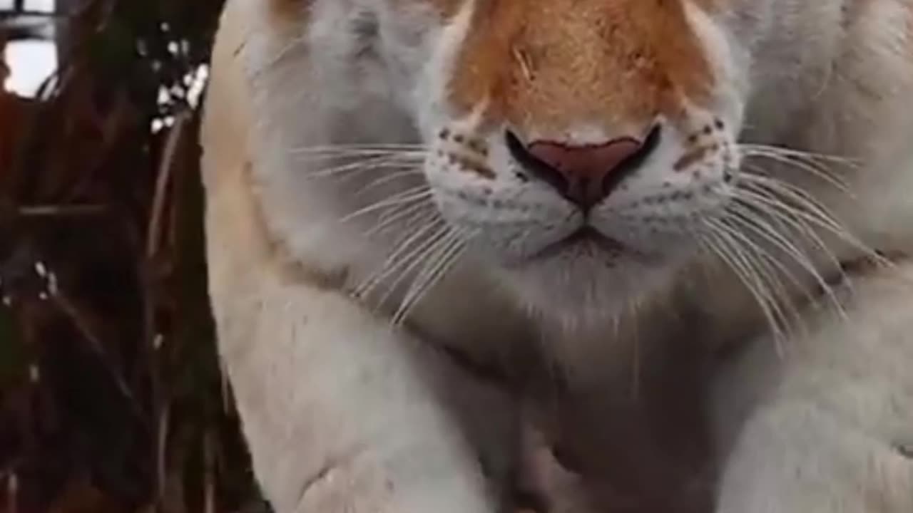 Vril Funny animal video tigar