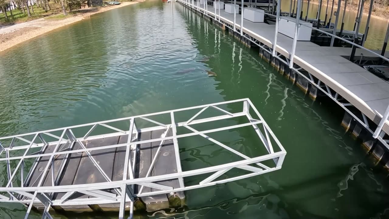 Don't Swim With the Fishes