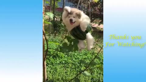 Best Funny Animal Videos of the year 2024, funniest animals ever relax with cute animals video