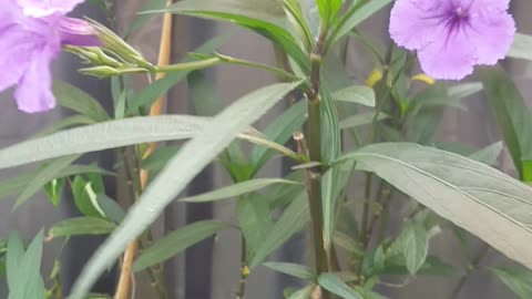 blue inside flower