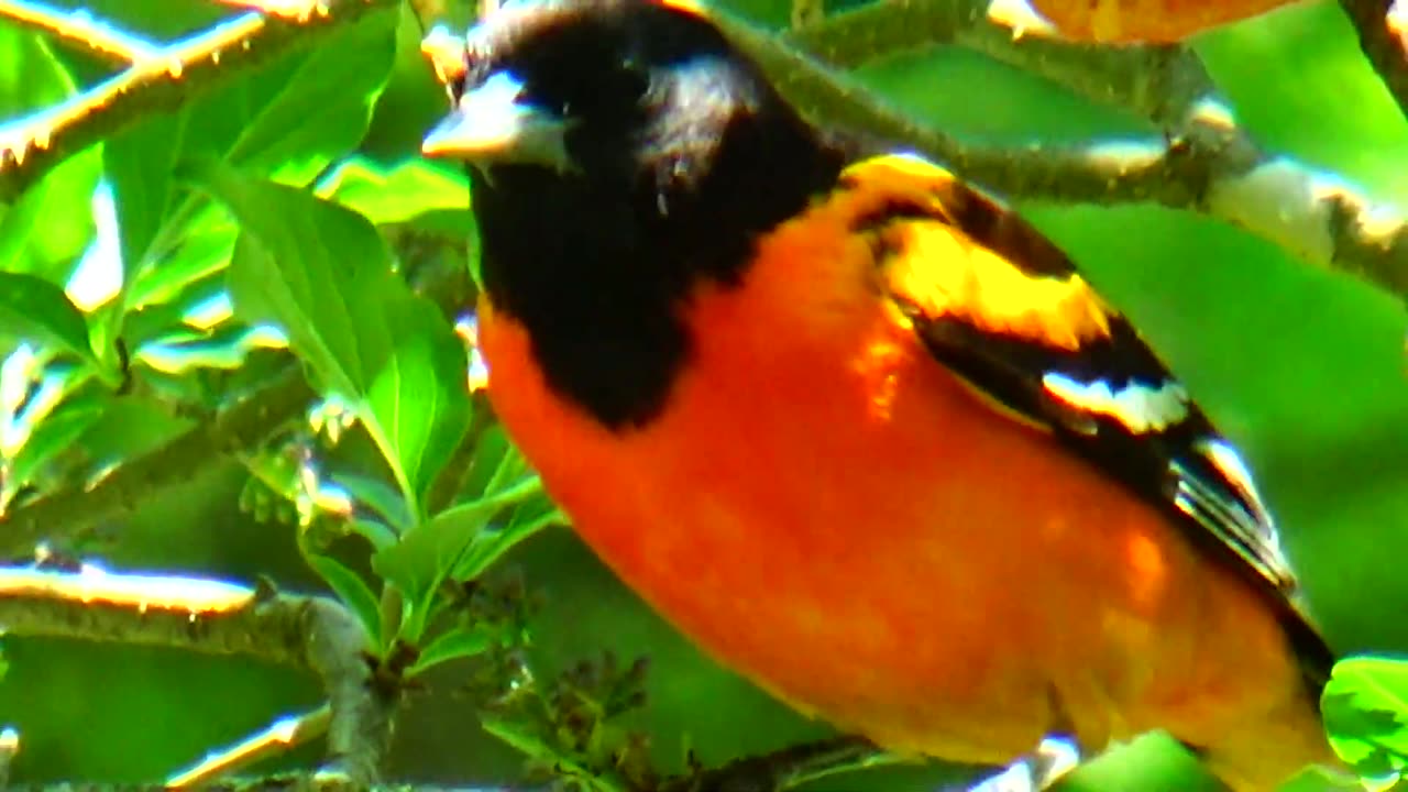 Oriole