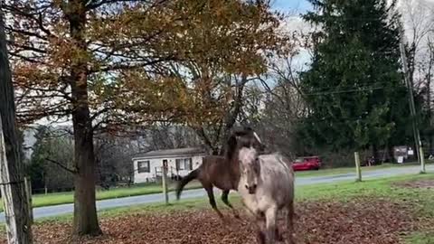 POV: you just wanted a video of them running