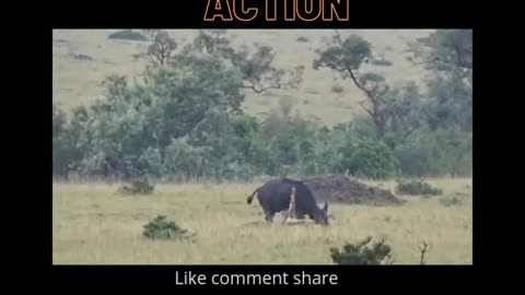 Lion in action/ lion hunting wildebeest