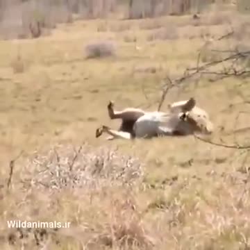 Vaccinated Lion Sees Something Before He Dies ! any clearer ? *1min*