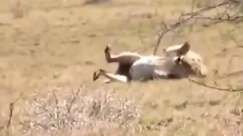 Vaccinated Lion Sees Something Before He Dies ! any clearer ? *1min*