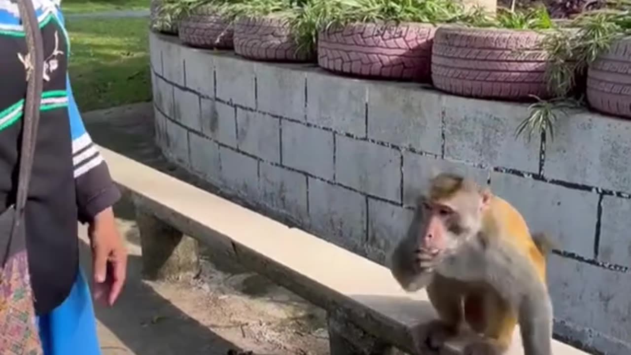 Funny monkey🤣🤣