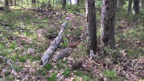 Napping Fawn Found in the Woods