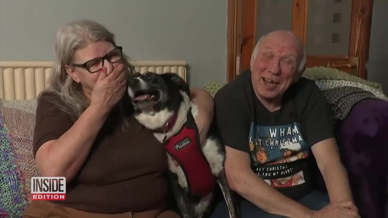 Smart Border Collie Gets Help at Local Police Station