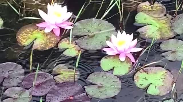 Nymphaea