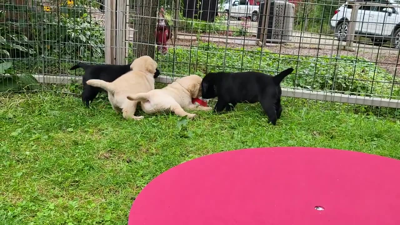 liitle cute puppies...