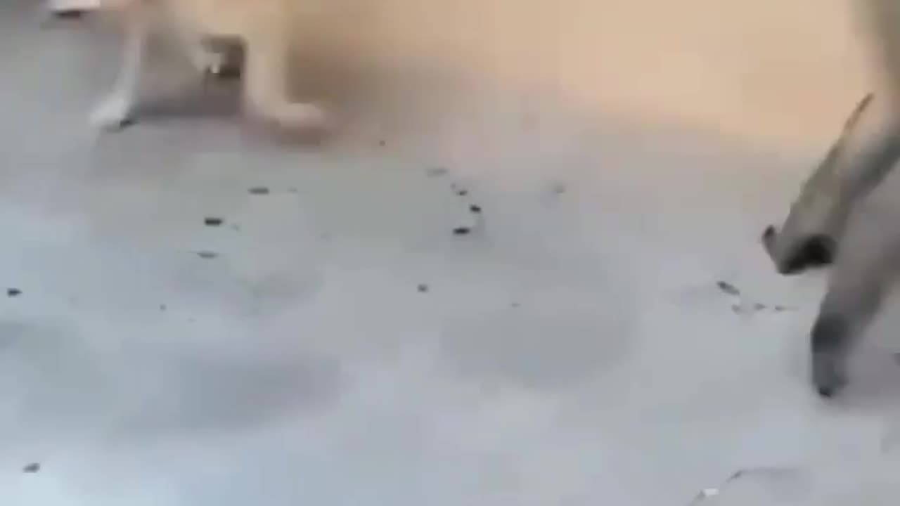 Manky and dog war