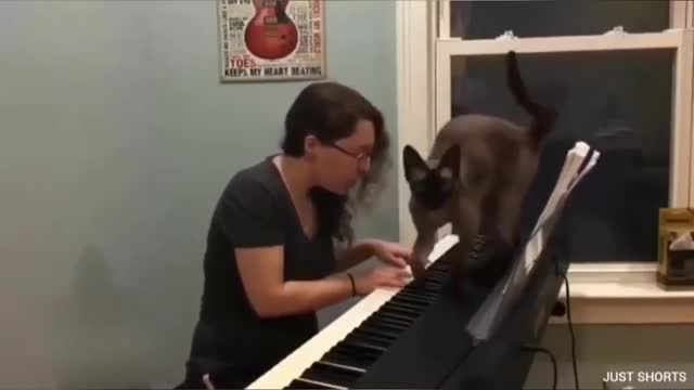 Cat Playing piano like Beethoven Nora