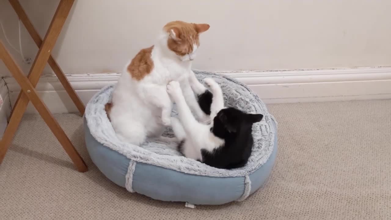 Cats Fight Over Bed(1)