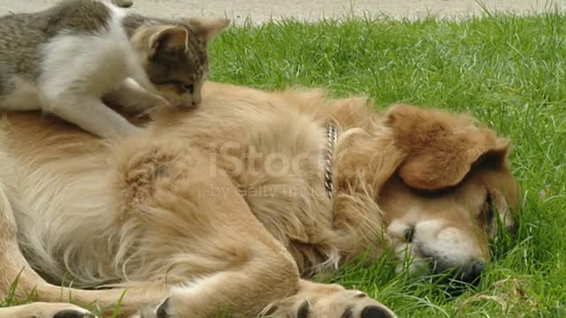 DOLLY shot of a Golden Retriever sleeping on a grass, while little kitten kneading dog's back.
