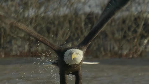 Bald_Eagle_coming_right_at_you_to_get_a_fish!#baldeagles_#ba