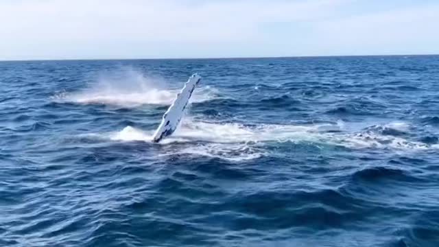 Whales welcome visitors by flapping the water