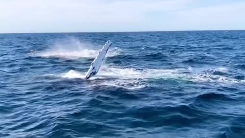 Whales welcome visitors by flapping the water