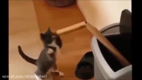 Funny Cats Better Than Funny Pranks Funny Cat Videos