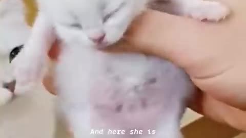 Vet Brings Lifeless Kitten Back to Life!