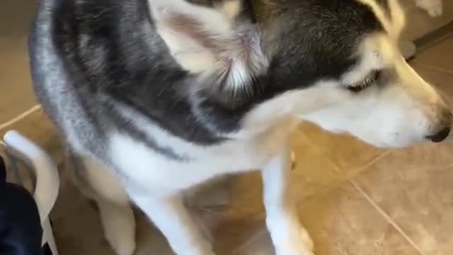 Guilty Husky Tries To Blame Other Dog!