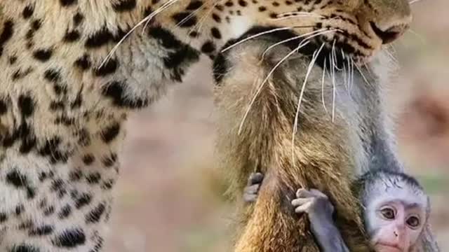 Mom's neck was bitten off by a leopard little monkey