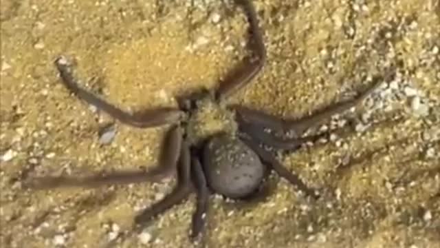 An adorable little badass showing a little skills🕷