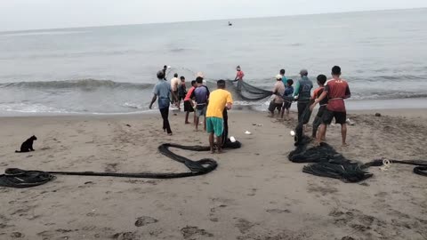 Catching Fish 2 (Tarek Pukat) in Aceh