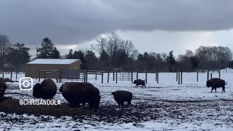 BUFFALO ON THE RANGE!