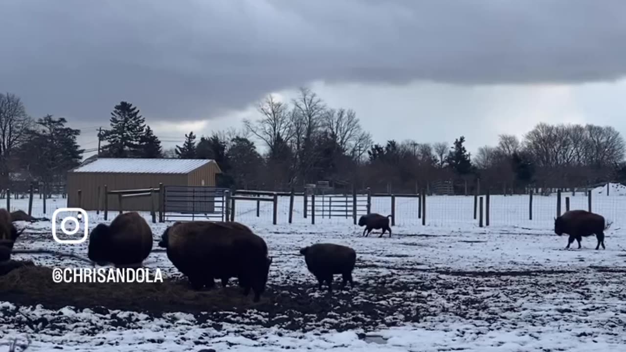 BUFFALO ON THE RANGE!