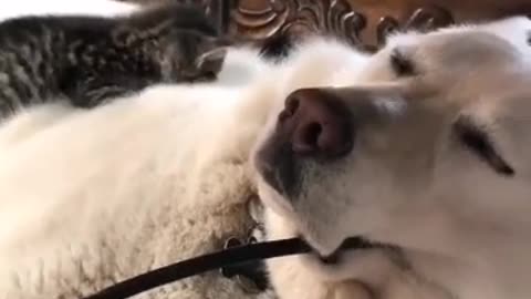 Funny Dog and Cat Video || Dog Video |Cat Video | #cat#Dog #Dogvideo