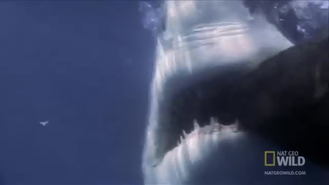 Deadliest Shark Attacks of 2022 MARATHON!