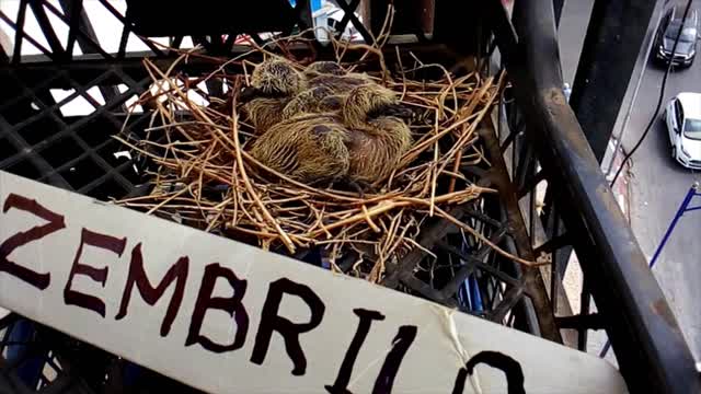 nest of a very beautiful breed of doves that I discovered