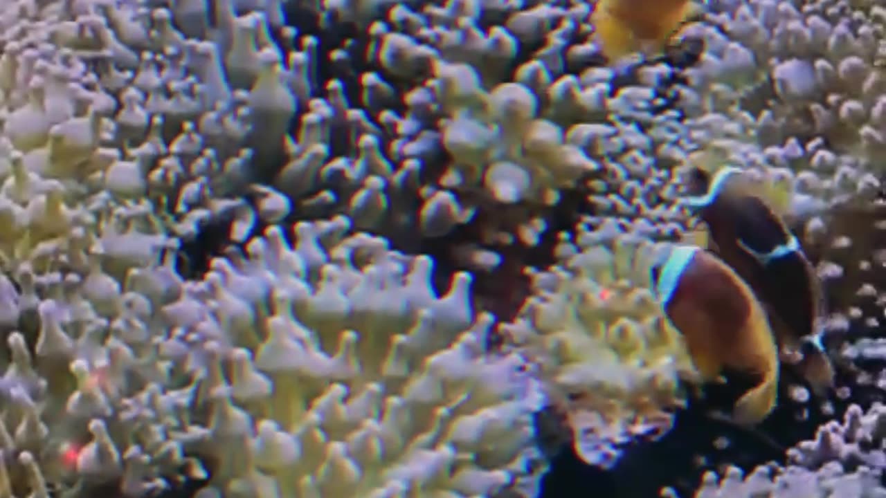 Clownfish Care Guide in Under A Minute