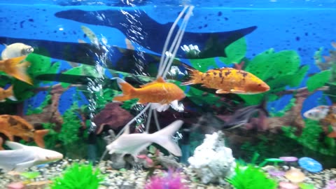 Fish tank