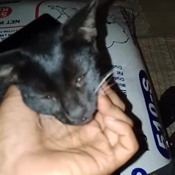 Cat 😺😺😺 video very little cat.this cat and Tommy very good friend 🕊️🕊️🕊️ part 2