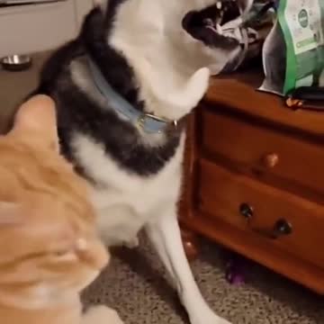 HUSKY CANT STOP SNEEZING.mp4