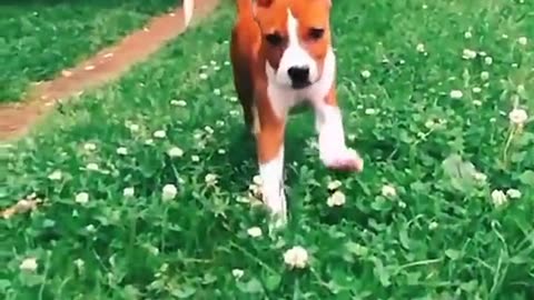 best funny dogs , funny animals , pet dog