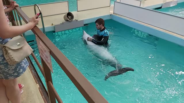 Baby dolphin, feeding.