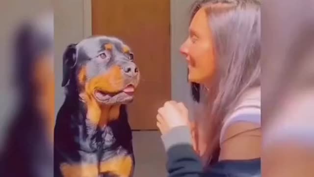 funnyvideos#cute#dog#pet
