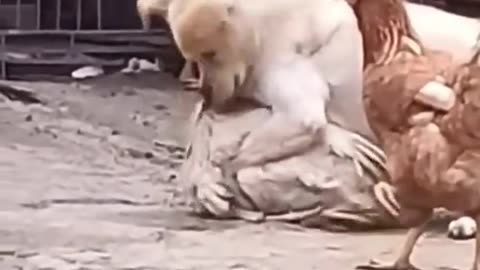 Funny vidéos animals