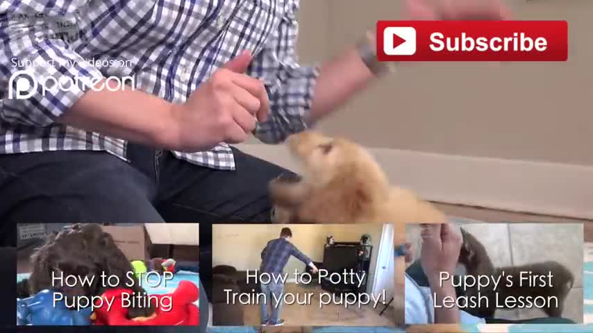 How to Train the FIRST 5 THINGS to ANY Puppy! Reality Dog Training