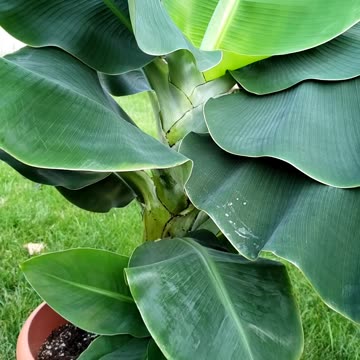 Taking care of baby banana plants from mother plant